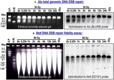 Impaired DNA Repair Fidelity in a Breast Cancer Patient With Adverse Reactions to Radiotherapy